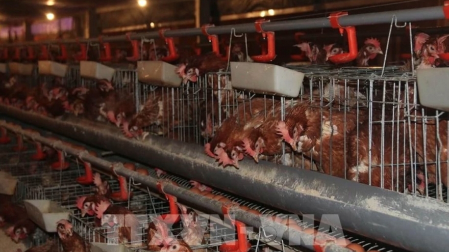 Conference to promote poultry sector’s sustainable development